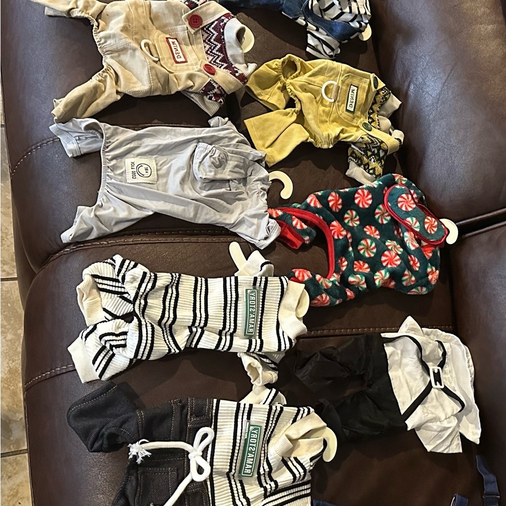 Yellow and Gray Dog Clothing & Accessories